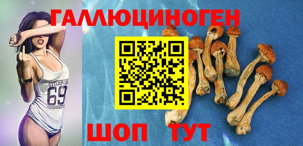 Галлюциногенные грибы Cubensis Гатчина